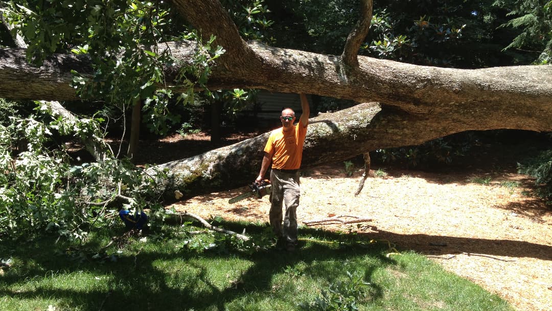 Alexandria Tree Services Unlimited