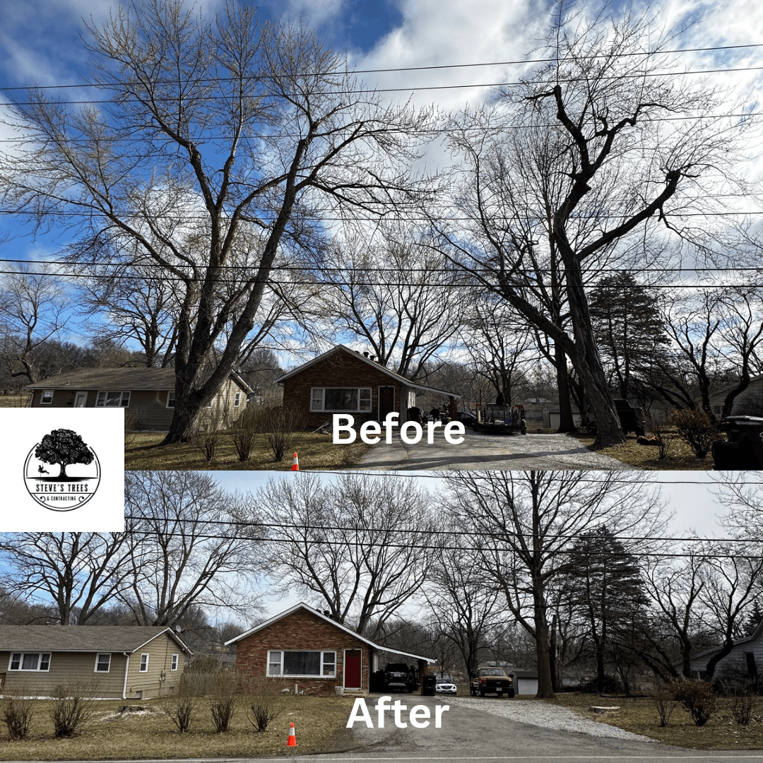 Steve’s Trees and Contracting