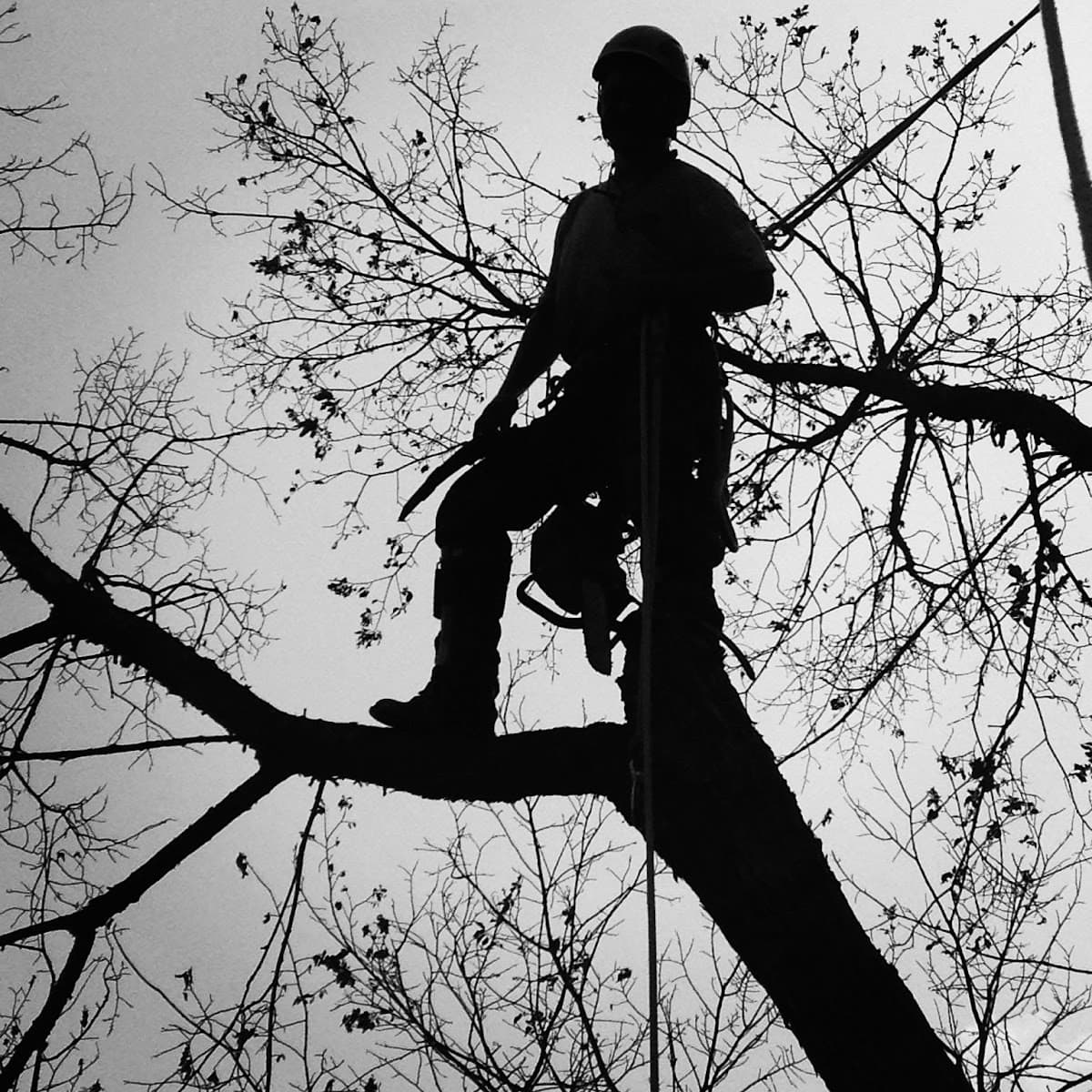 Precision Landscape & Tree