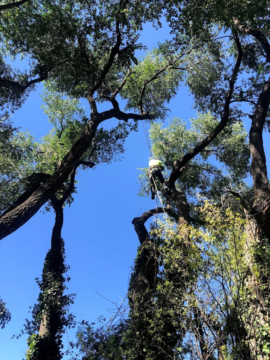 Supreme Tree Experts