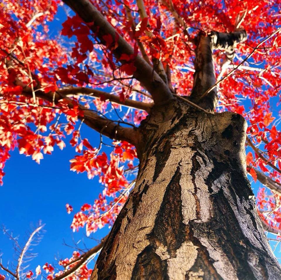 Arbor 1 Tree Service