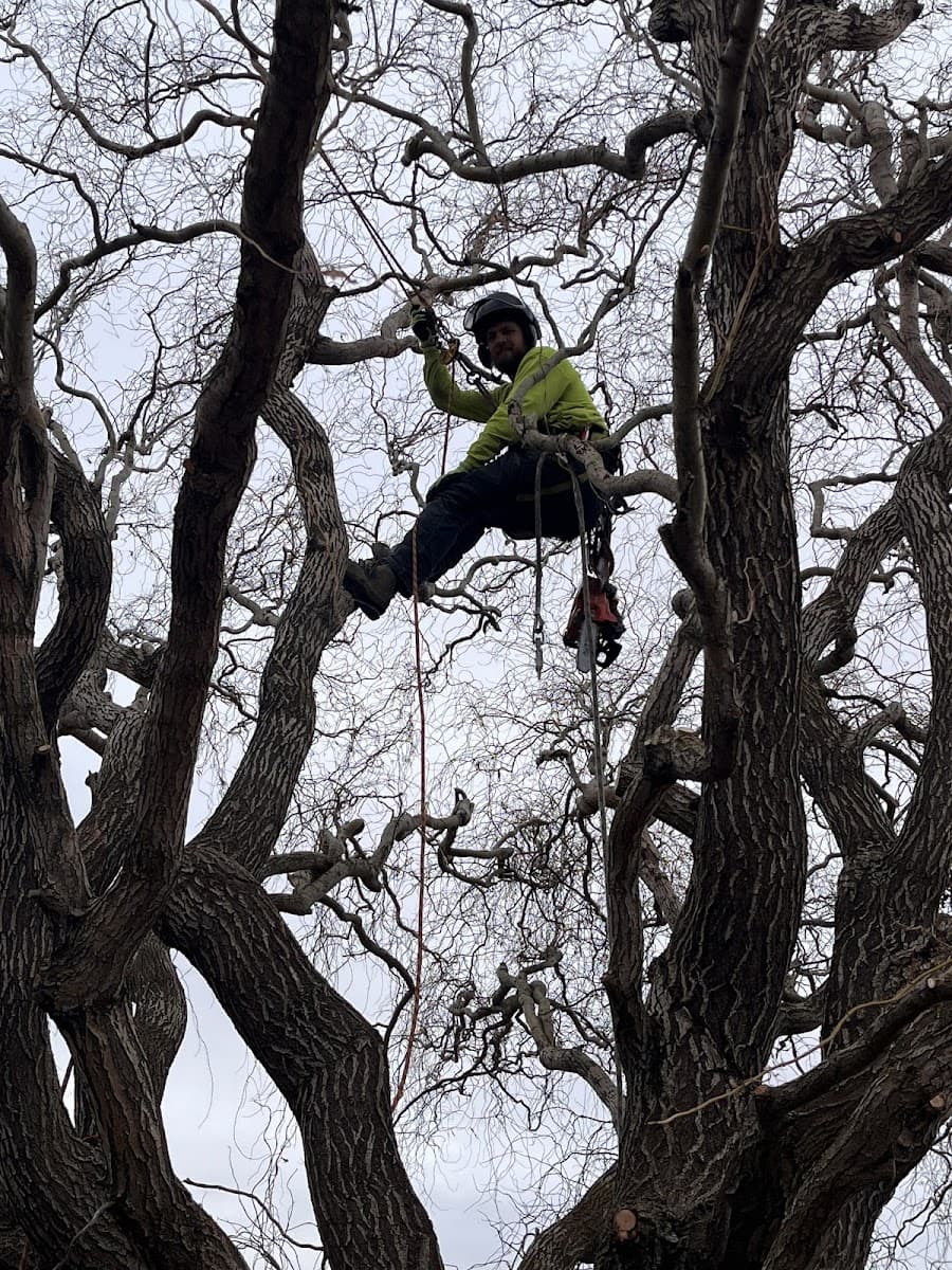 Skyline Tree Service llc