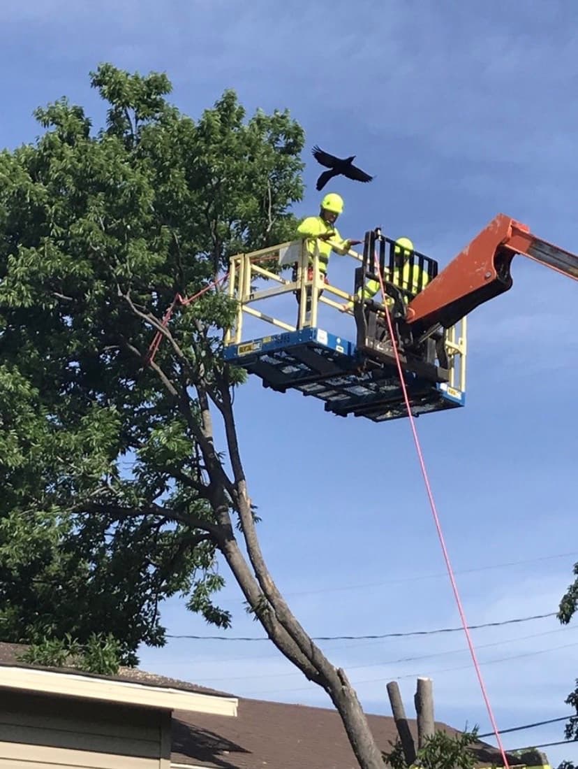 Ballard Tree Service
