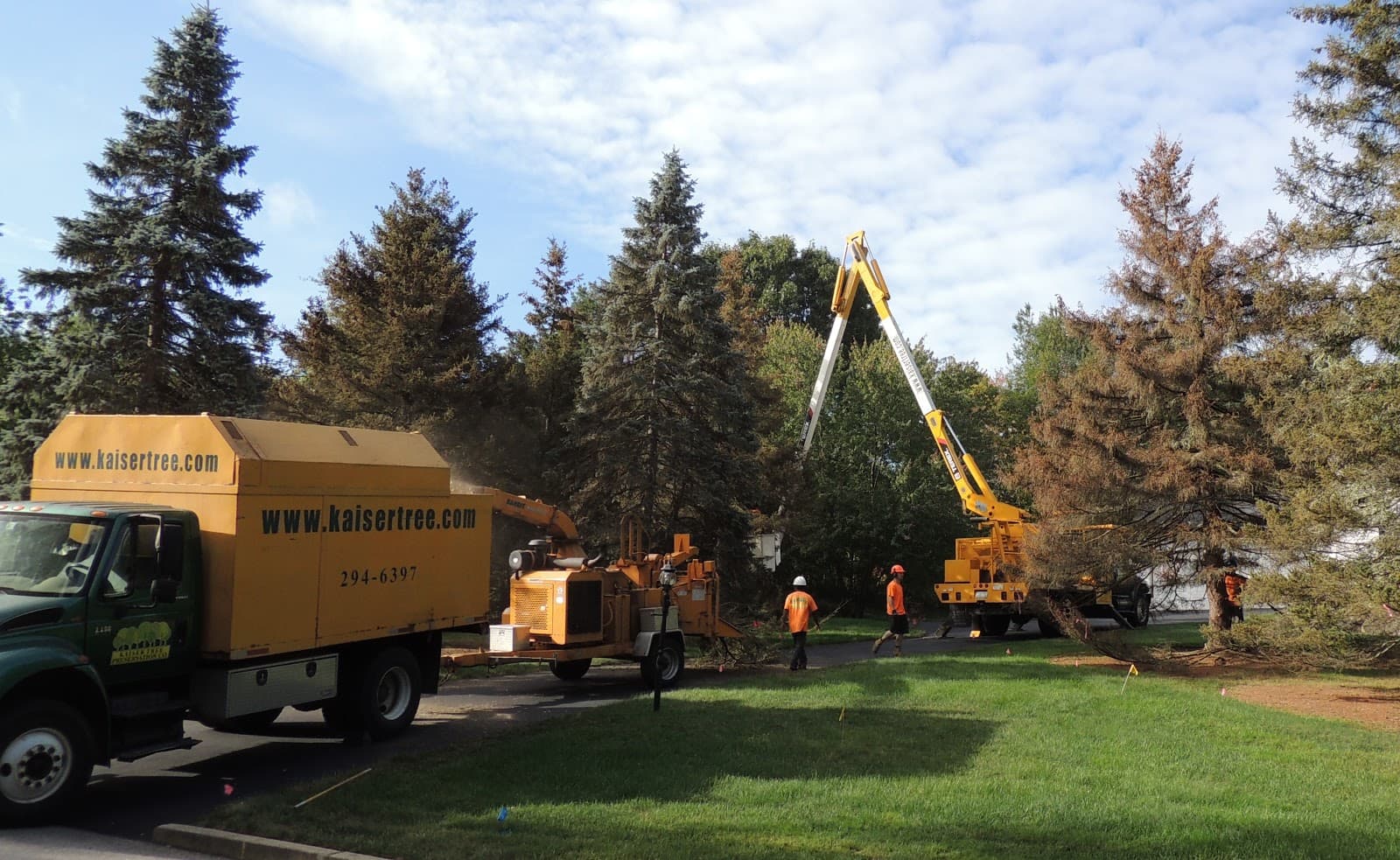 SavATree - Tree Service & Lawn Care