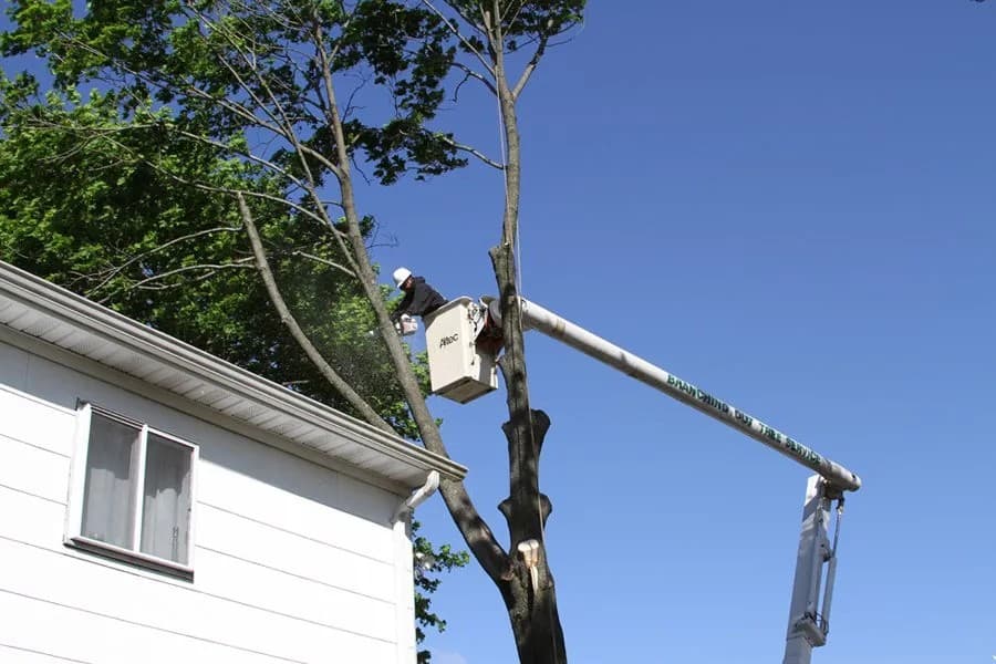 Tree Trimming & Pruning Queens