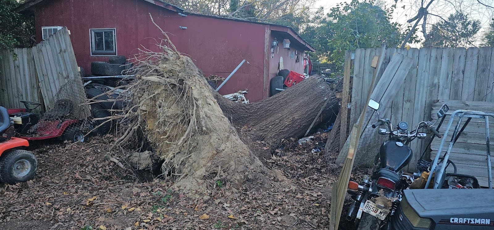 Augusta Tree Removal
