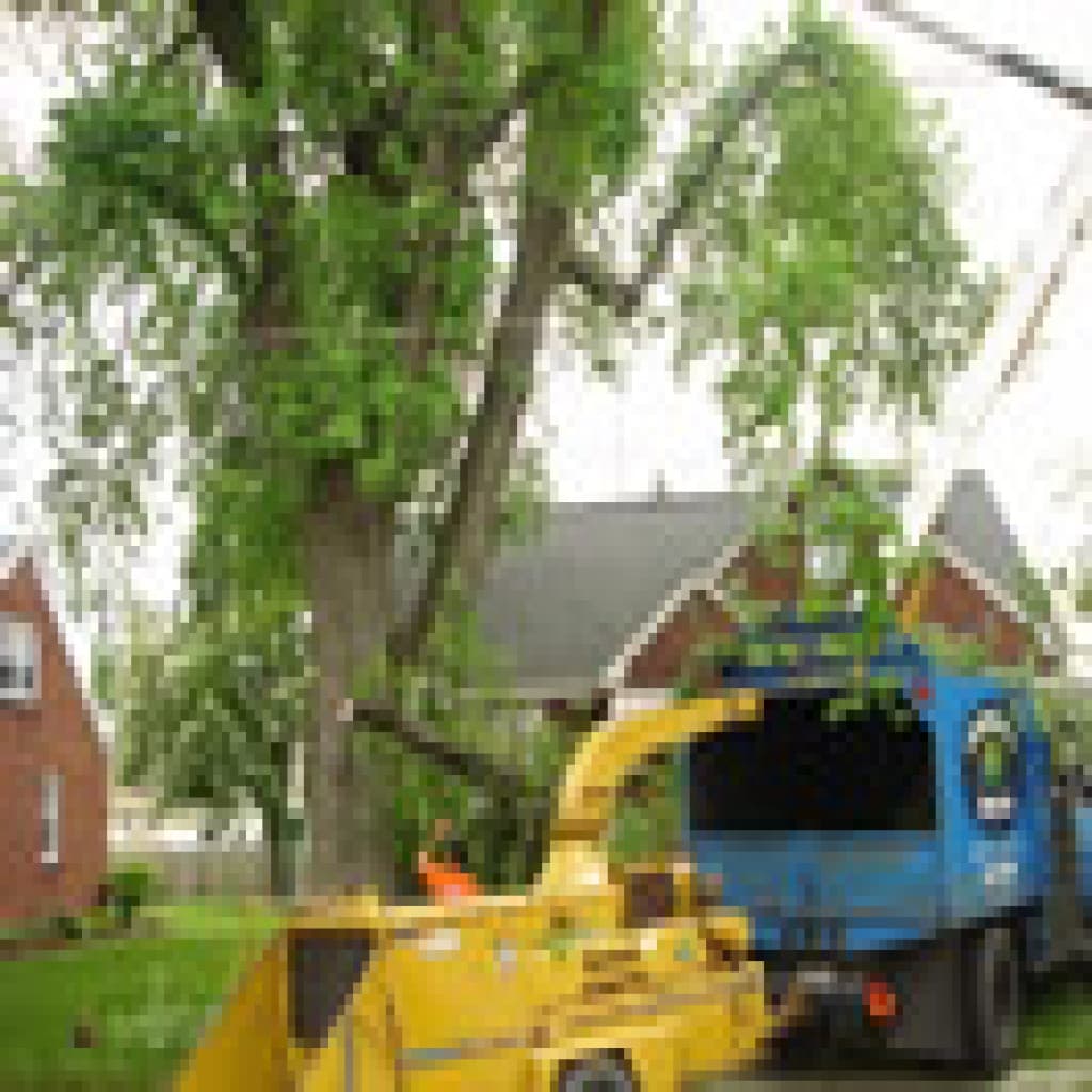 Professional Tree Care, Inc.