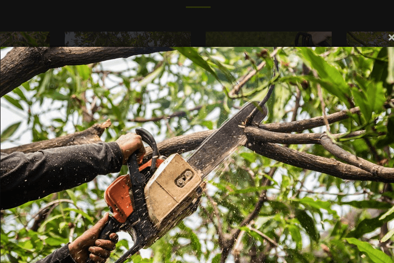 KSD Tree Service llc