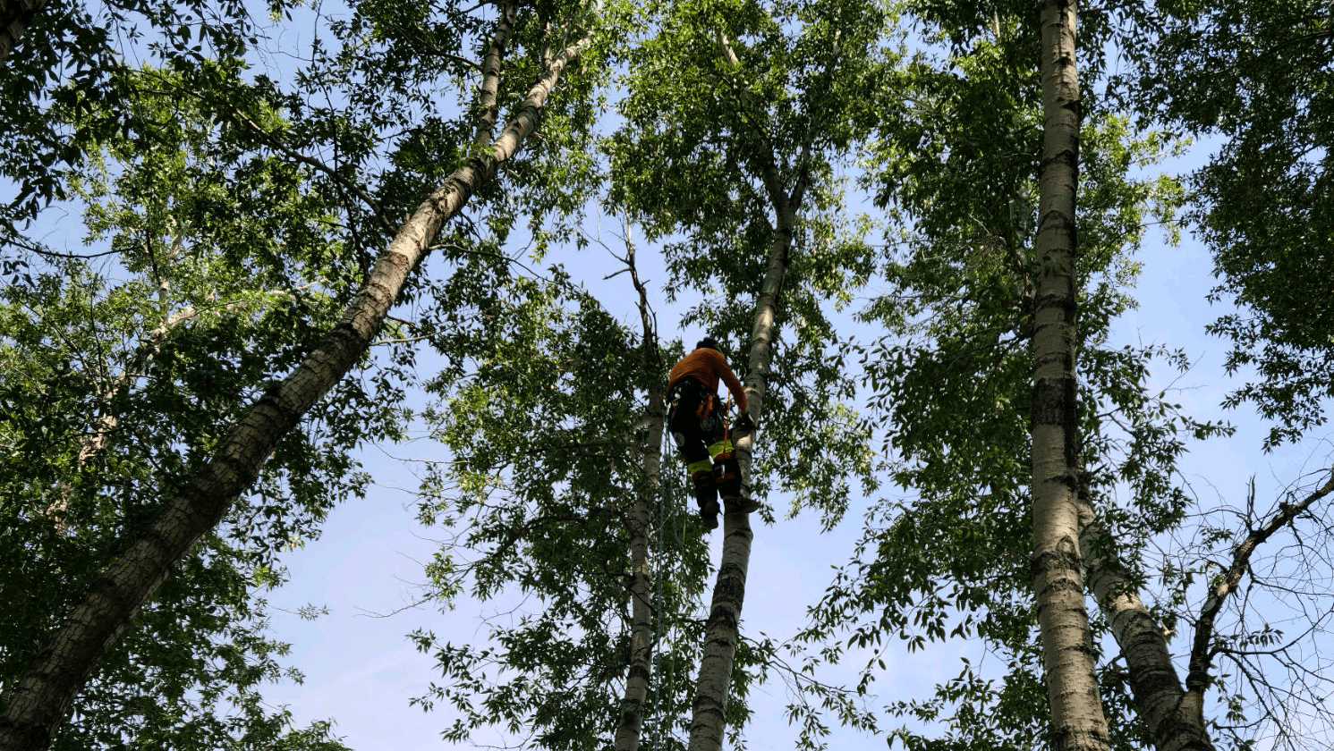 Never Stumped Tree Service LLC