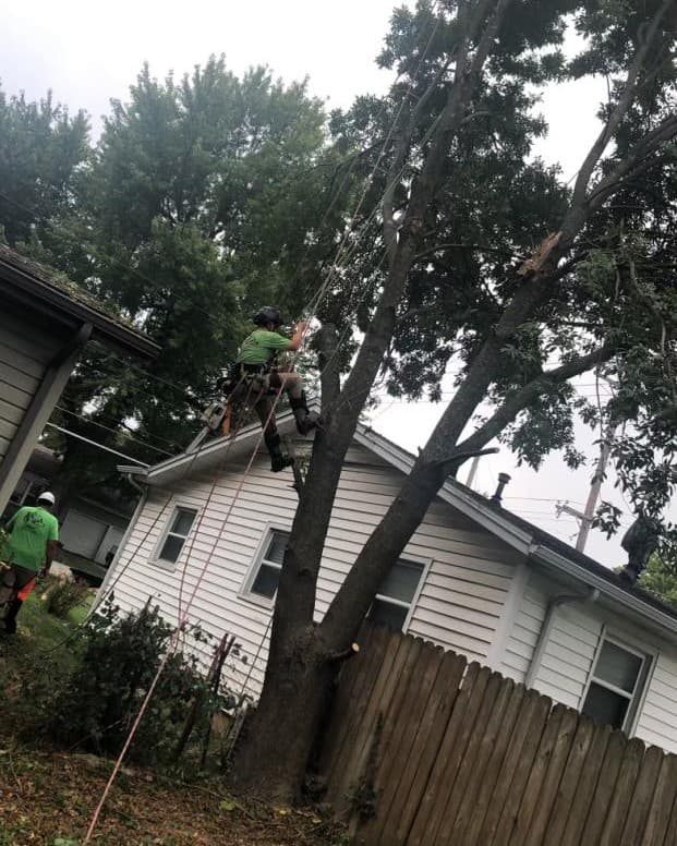 Oasis Tree Care, LLC