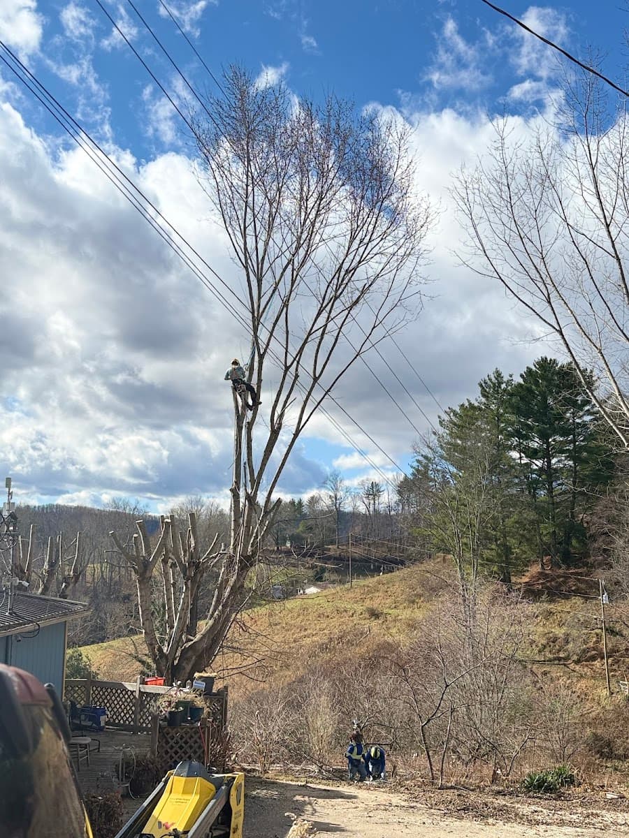 NICOLAS TREE SERVICE