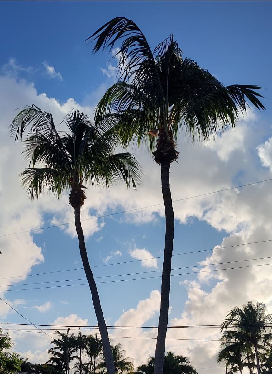 Tropical Tree & Landscape