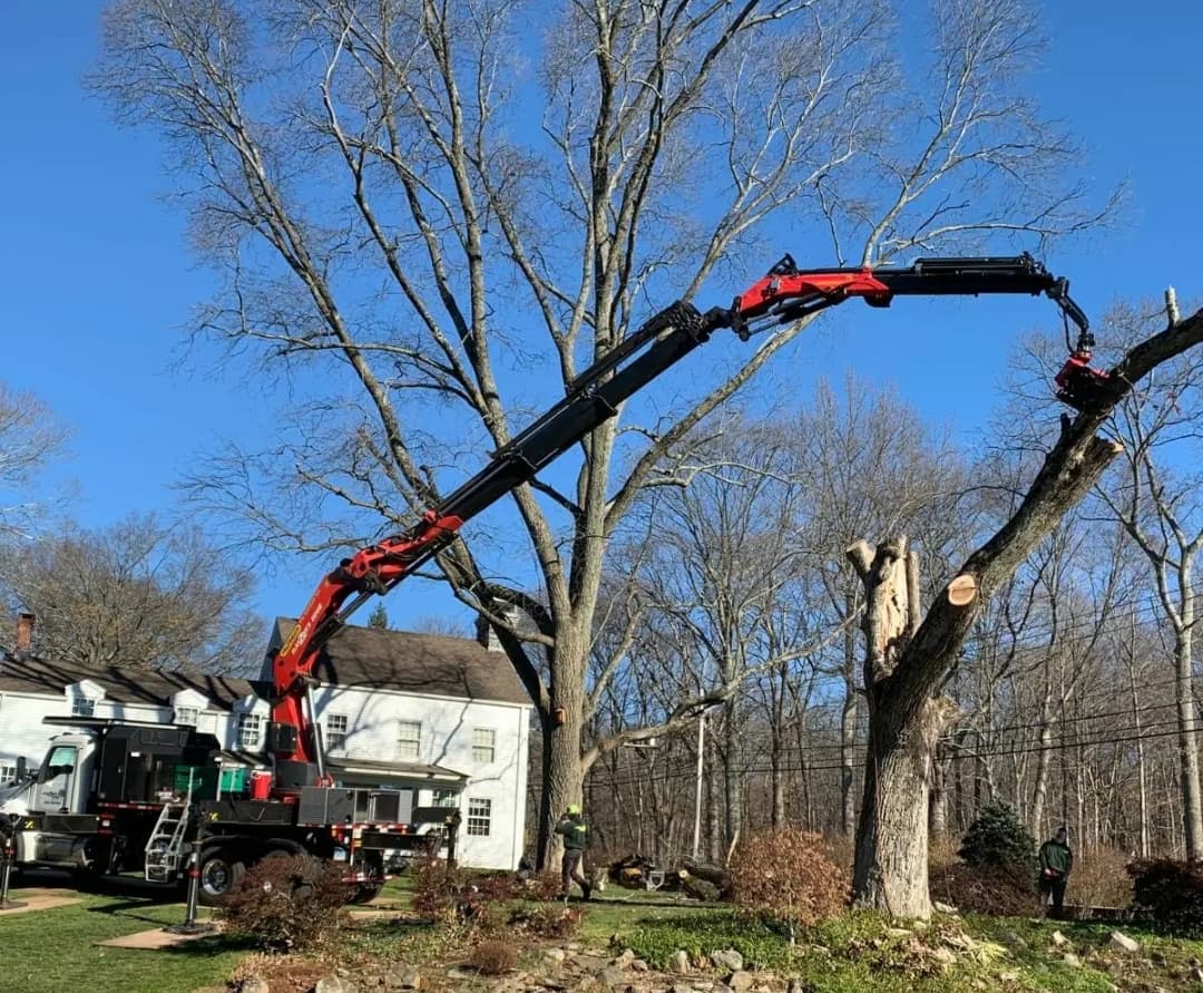 Woody's Tree Service