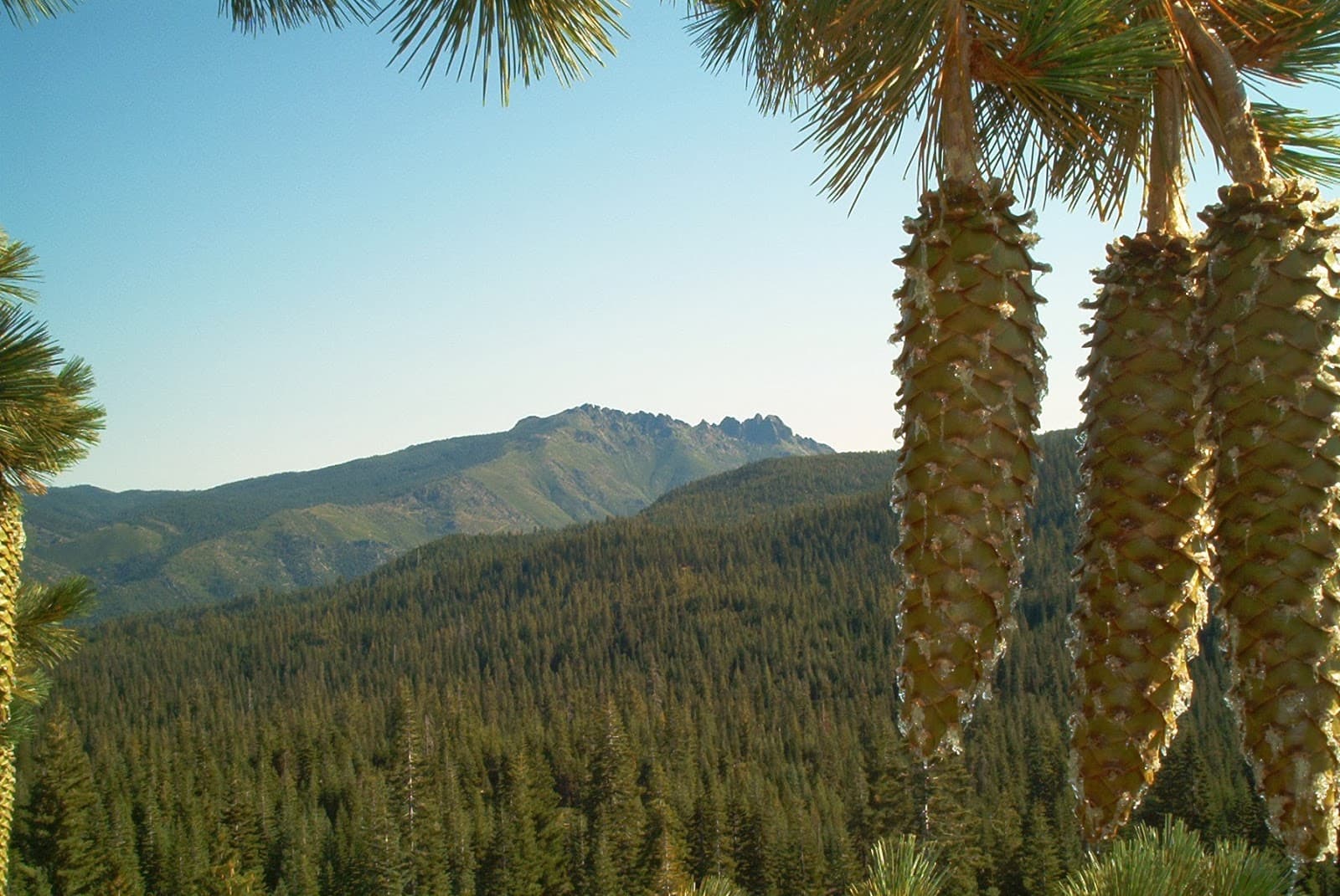 Acton Arboriculture, Inc.