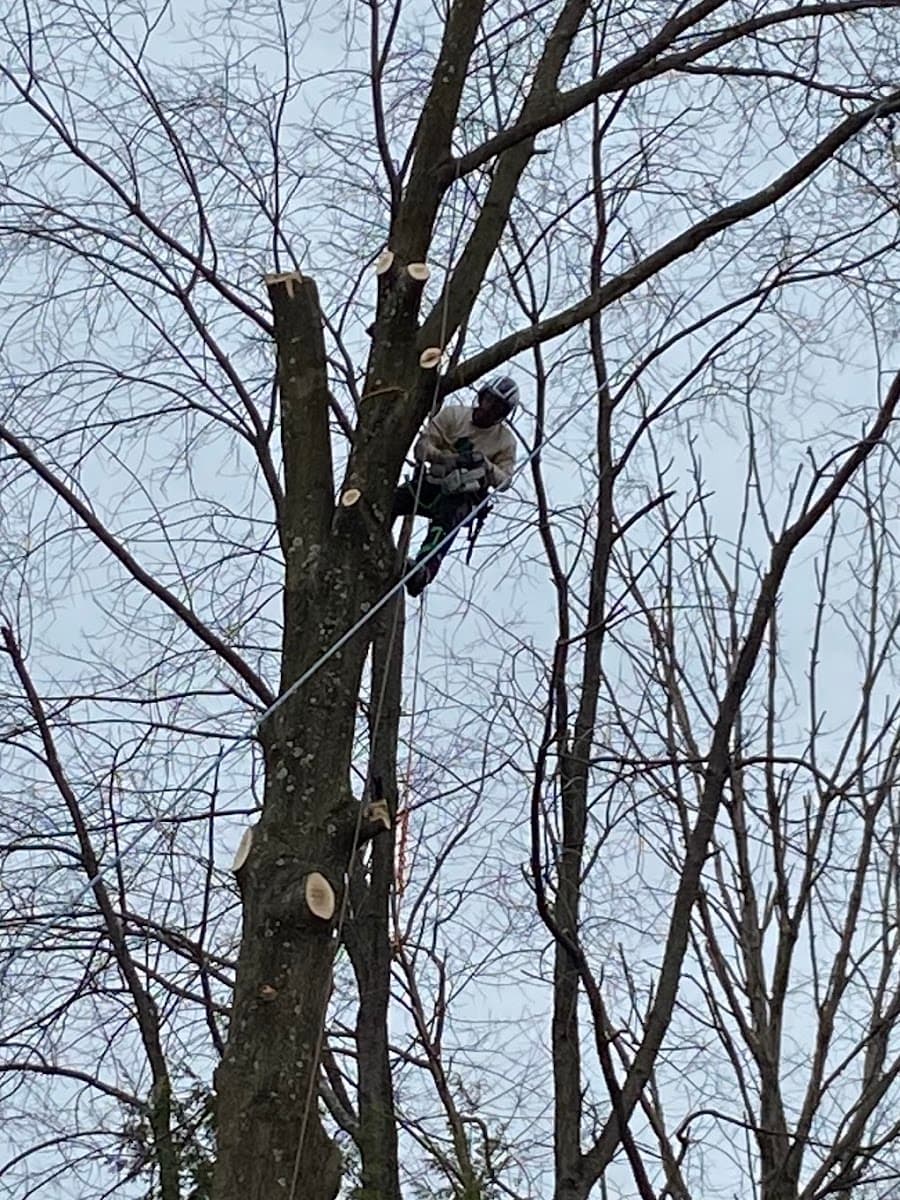 The Branch Manager Pro Tree Service