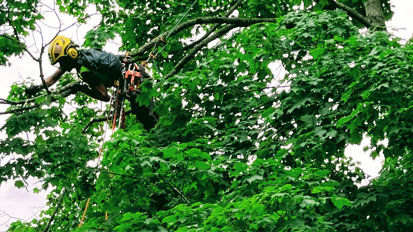 Taiga Woods Tree Care