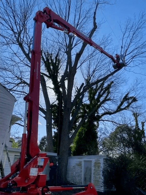 A Atlantic Tree Service