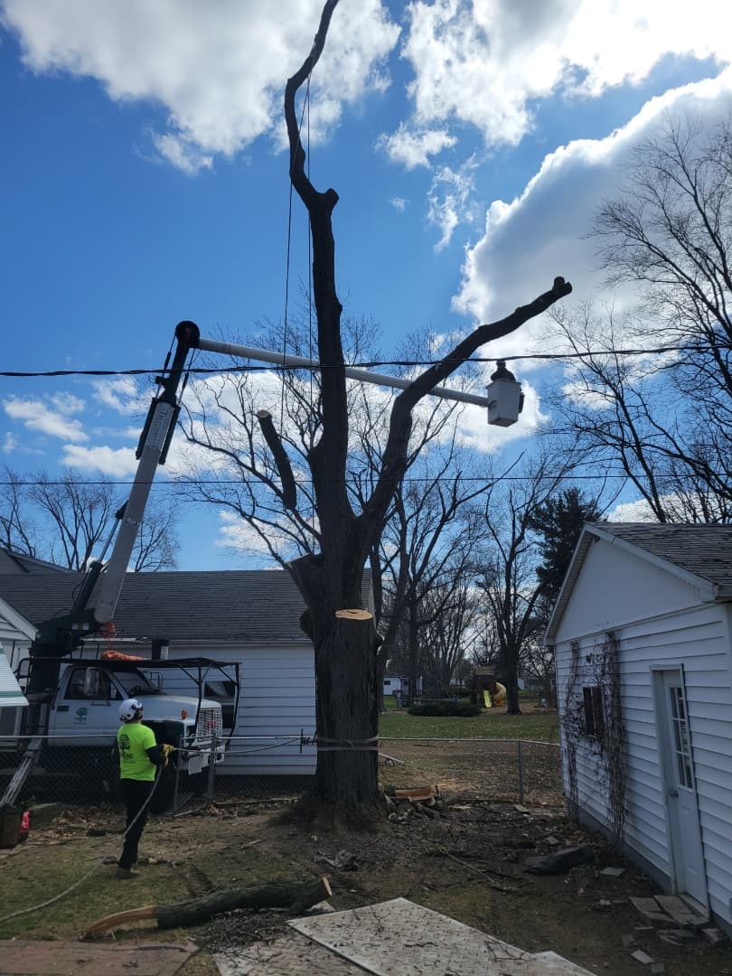 Total Tree Service LLC