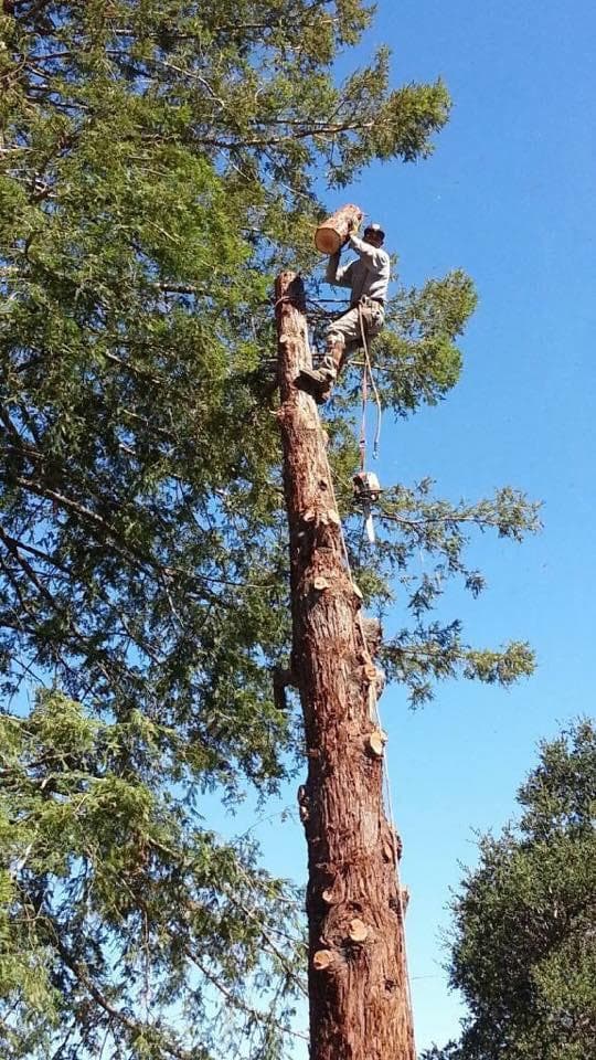 Julian's Tree Service