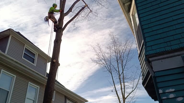 White Oak Tree & Landscaping