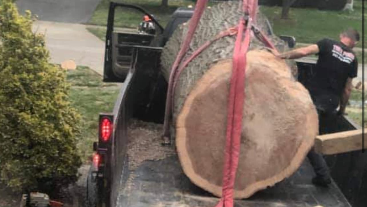 Pro Trees Tree service LLC