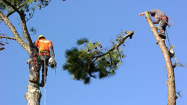 Troyer Tree Service