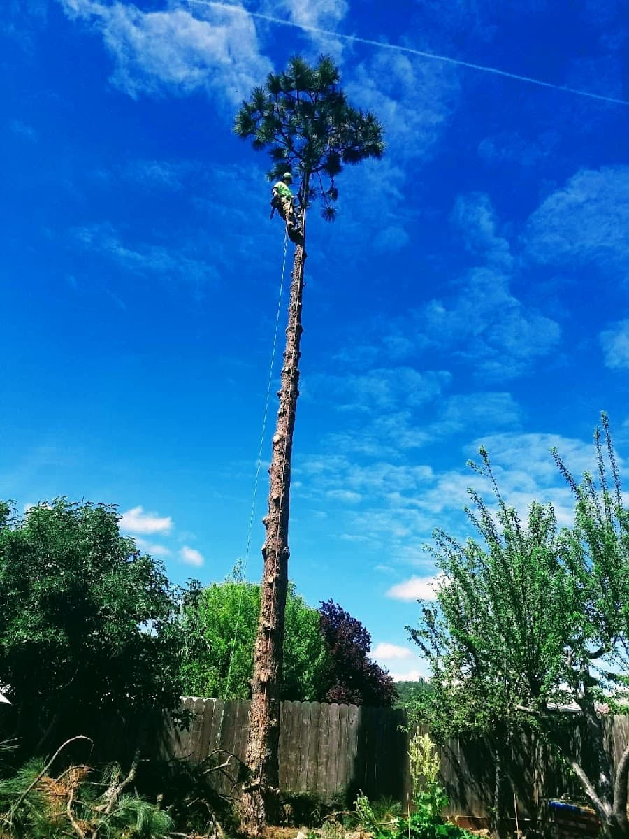 Arborsmith Tree Professionals, LLC