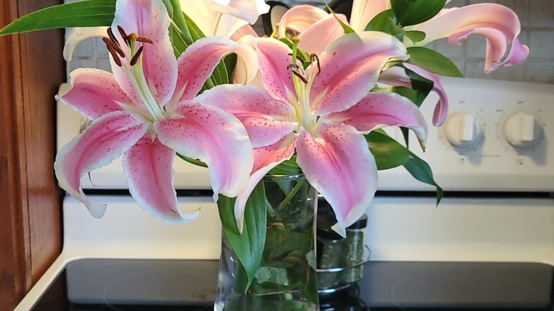 MANNYS TREES & MULTI SERVICES LLC.