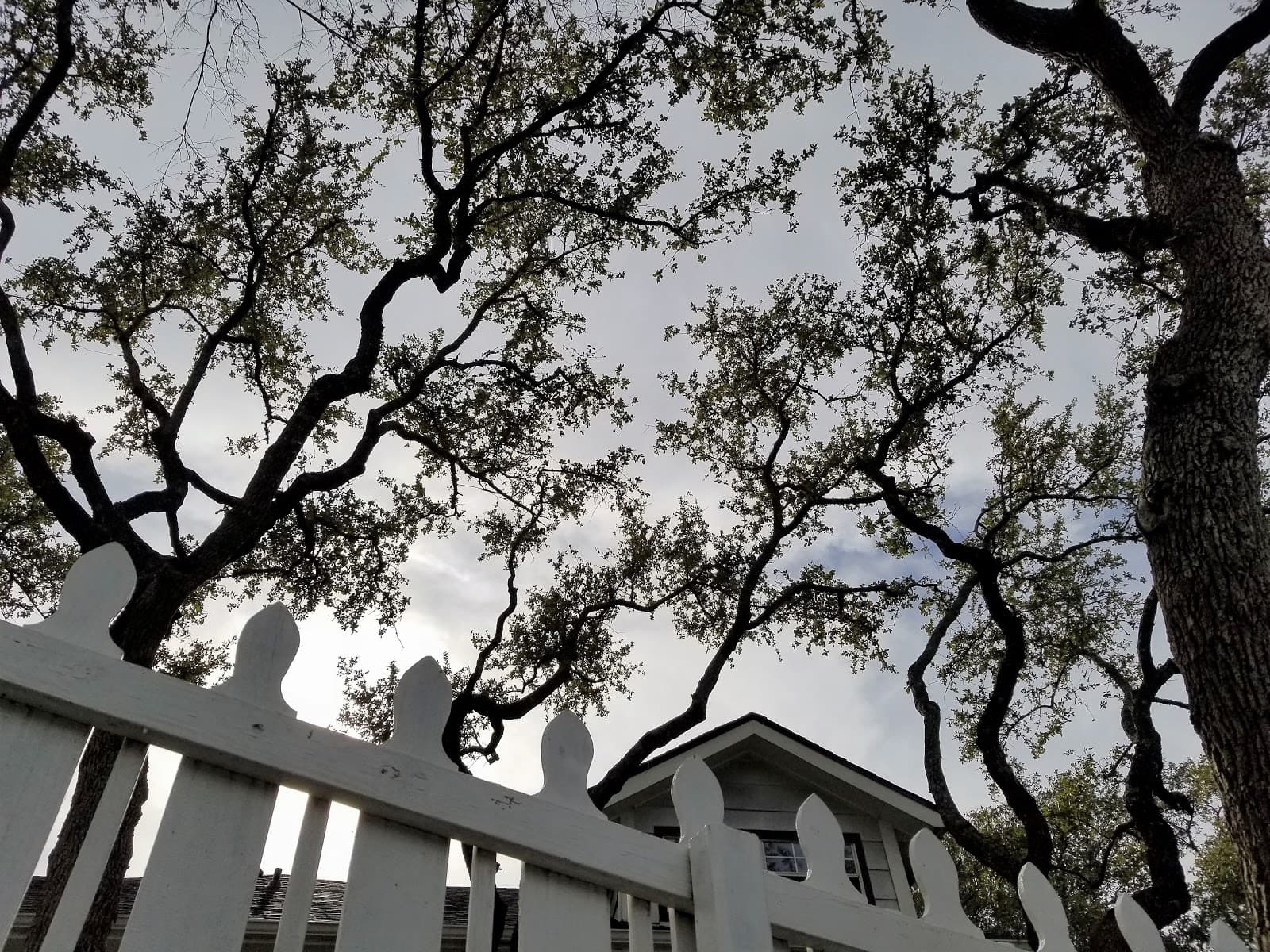 Expertise Tree Service