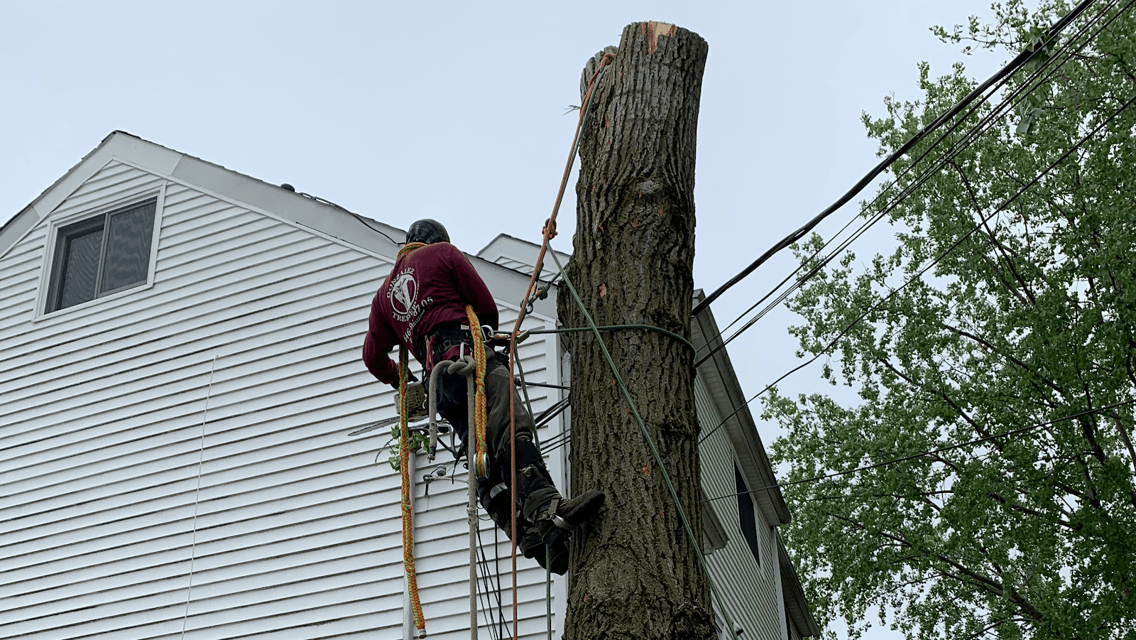Luis G Tree Service Inc.