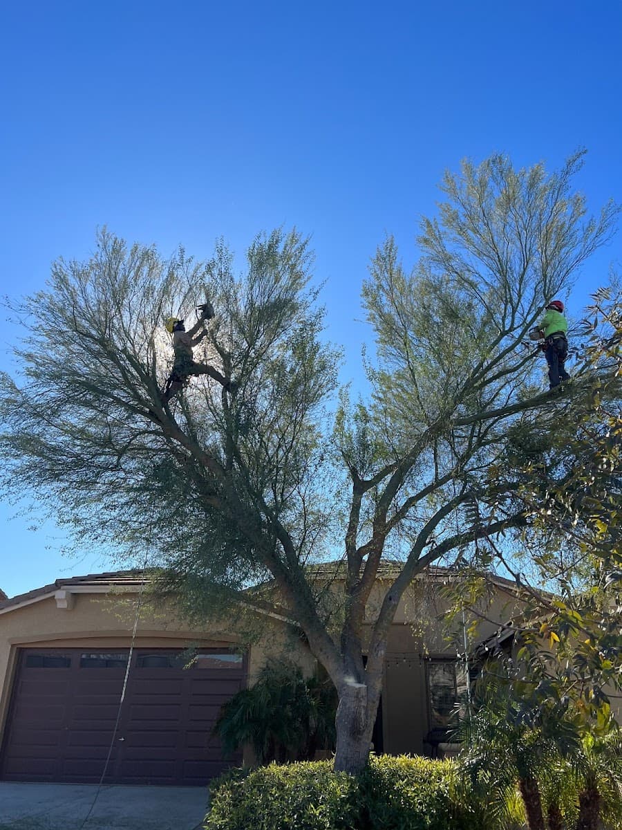 B&C Tree Services