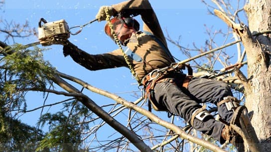 Capital City Tree Service