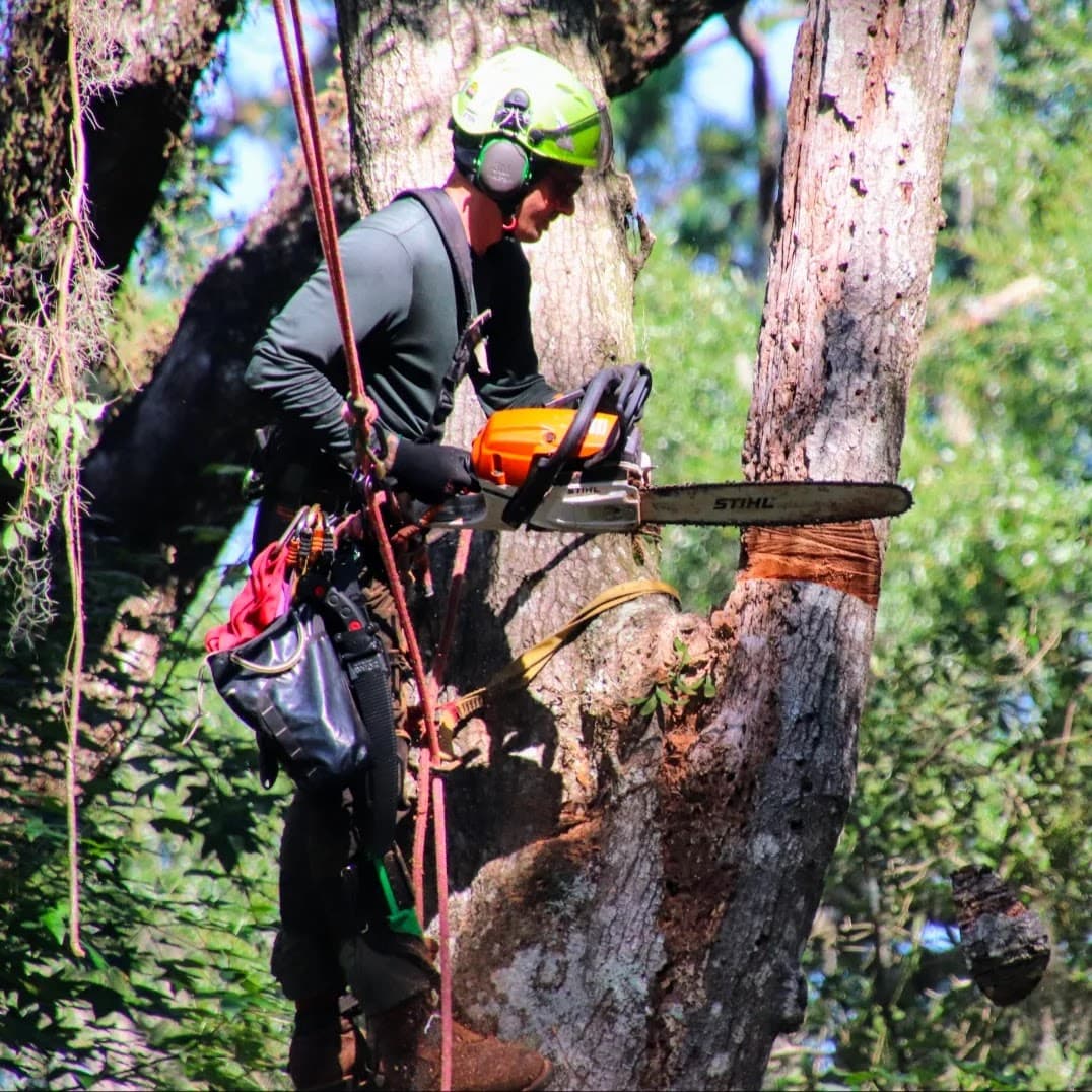 Arbor Conscious Tree Service
