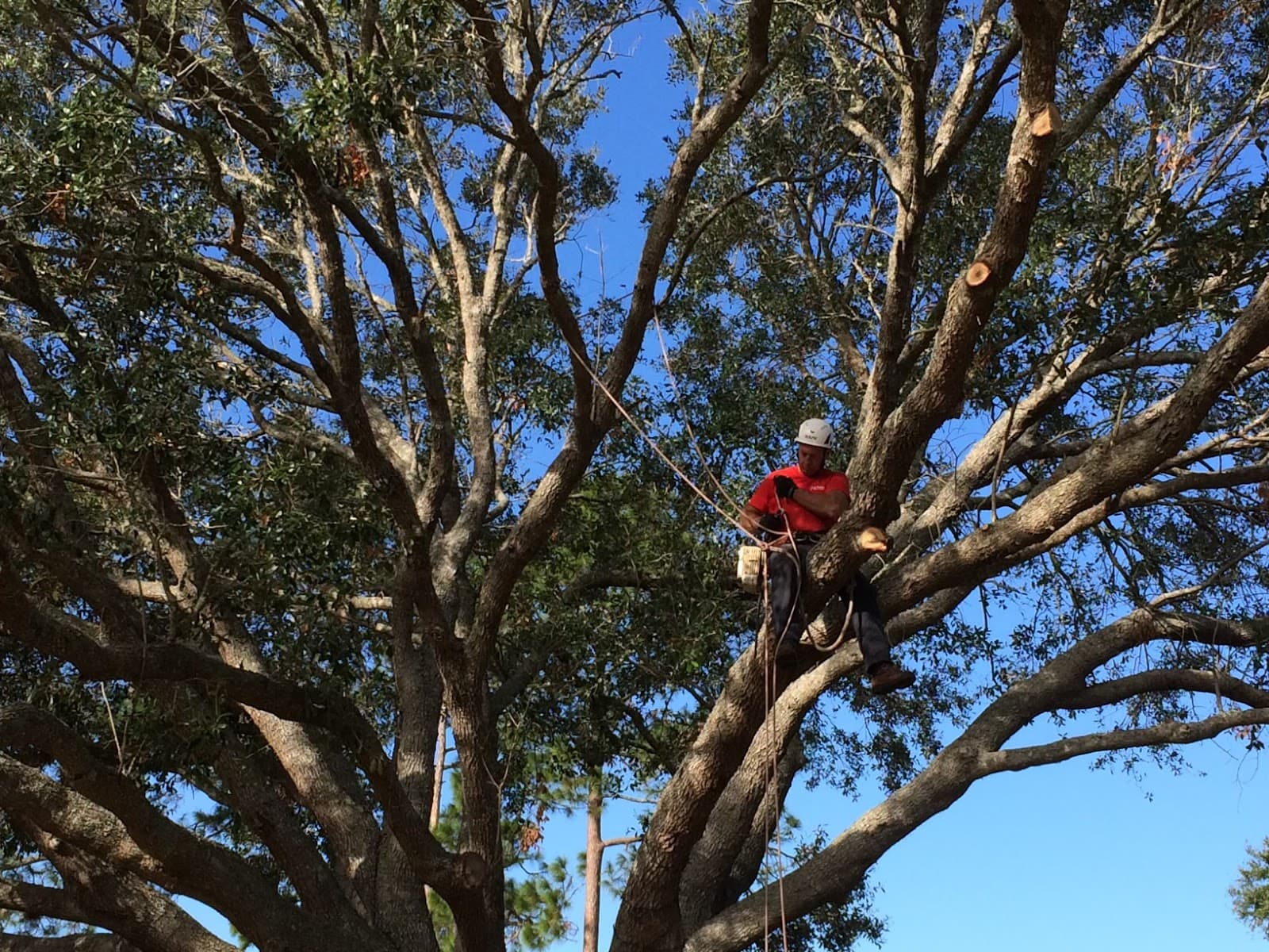 Jeff Mobley Tree Services