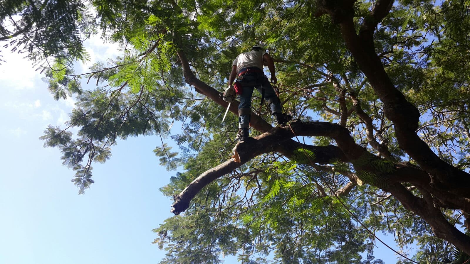 Boynton Beach Tree Service