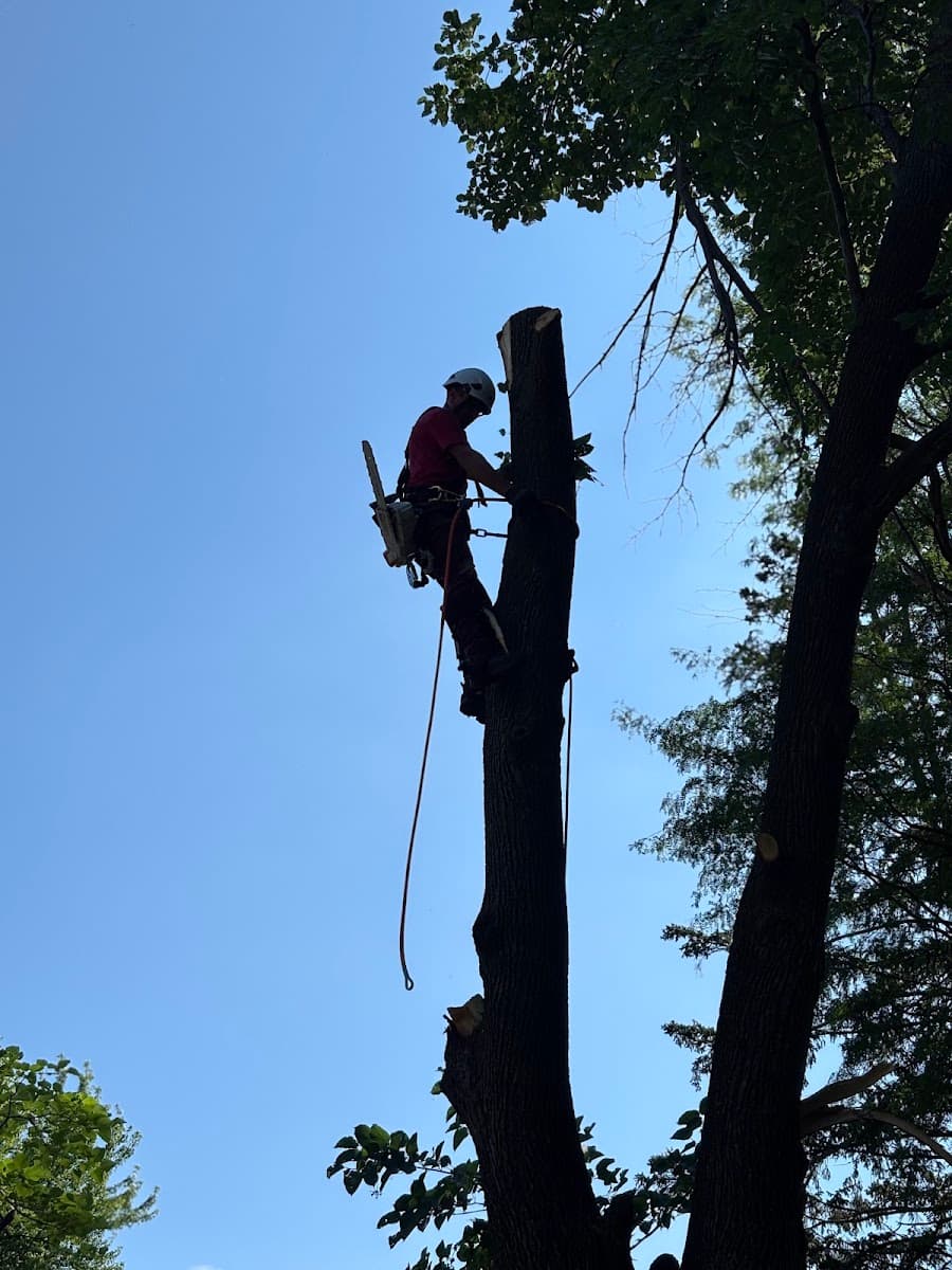 Pinocchio Tree Service (VVH LLC)