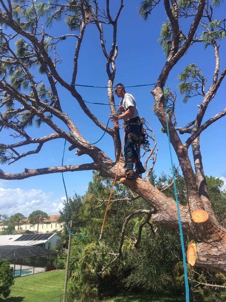 Kevin's Tree Service