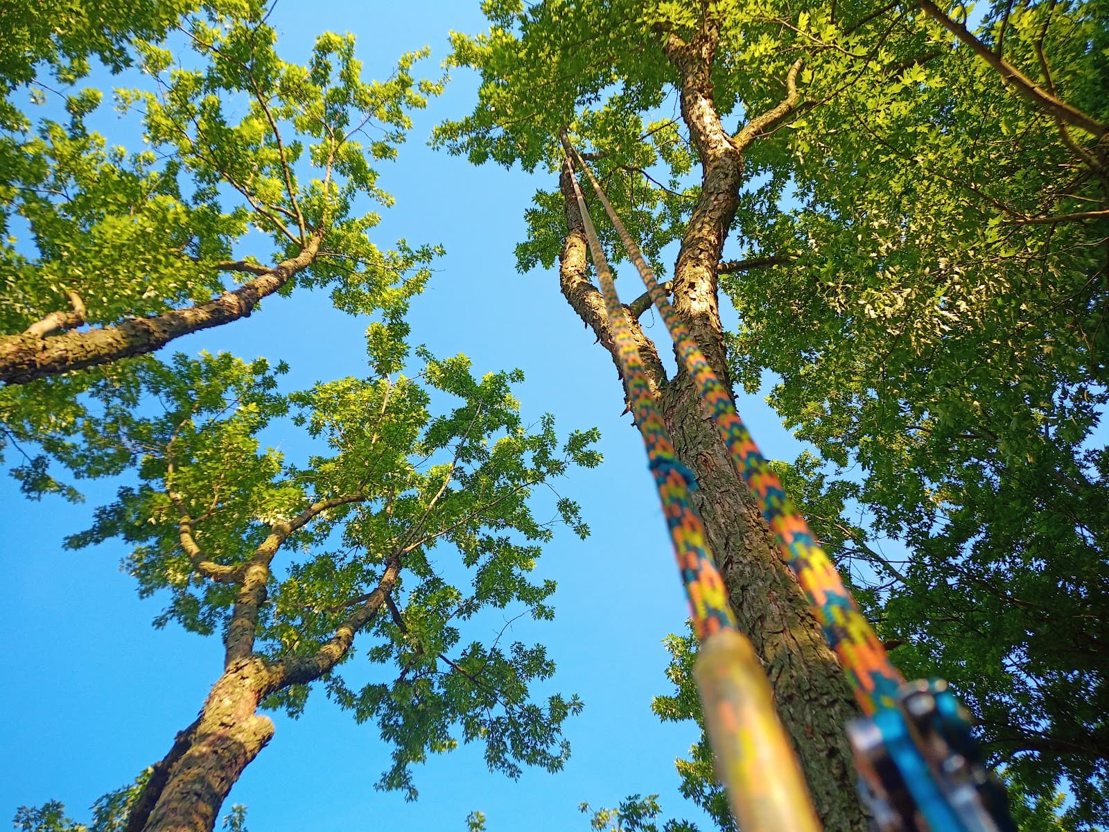 Derick Nye the Tree Guy