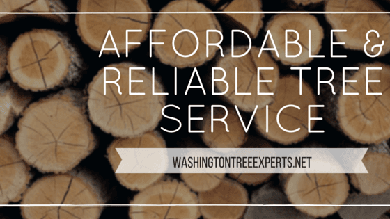 Washington Tree Experts