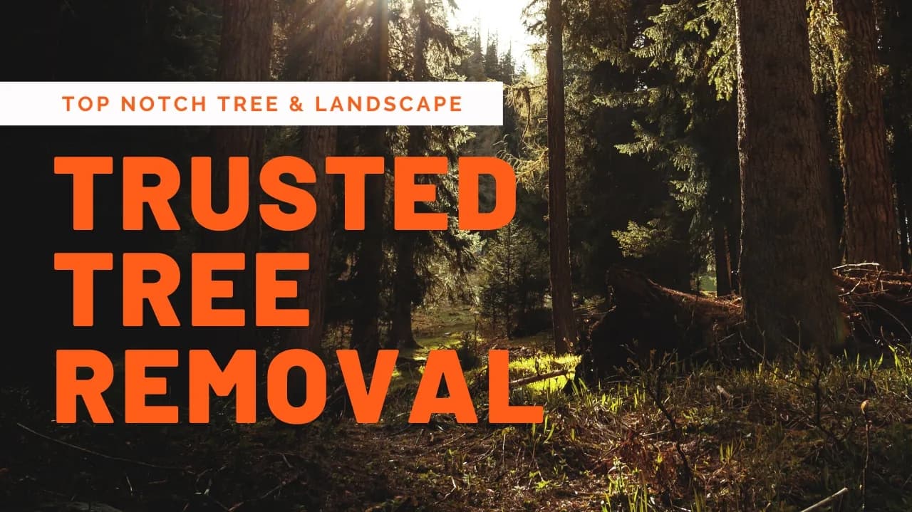 Top Notch Tree and Landscape LLC