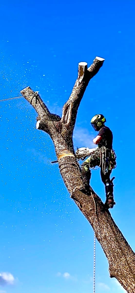 Artisan ArborLogical LLC