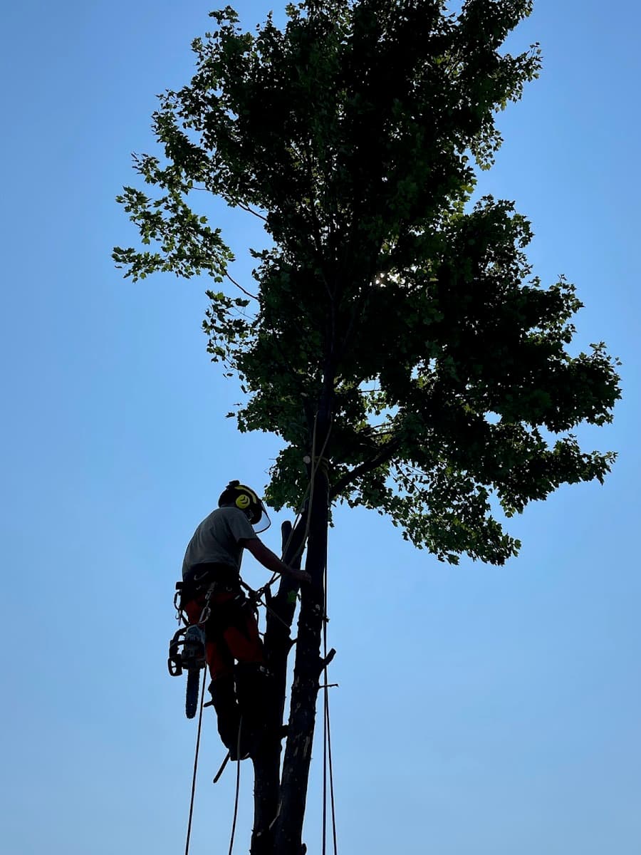 Margo's Tree Surgery