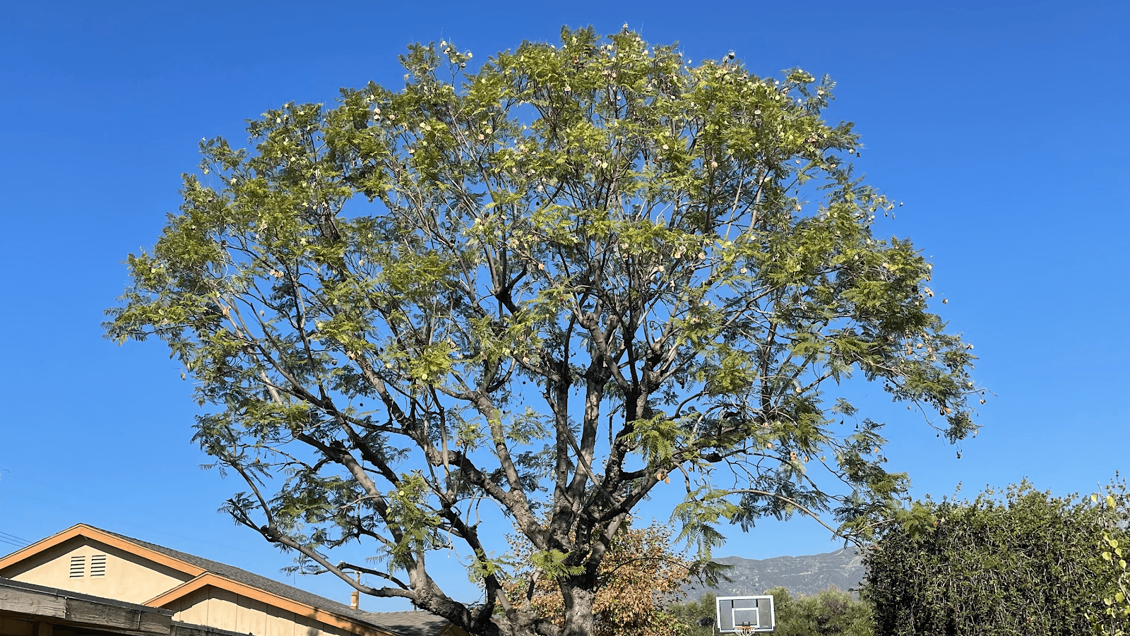 Mejia’s Tree Service