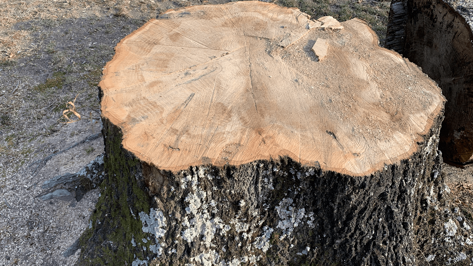 Hungry Beaver Tree Service