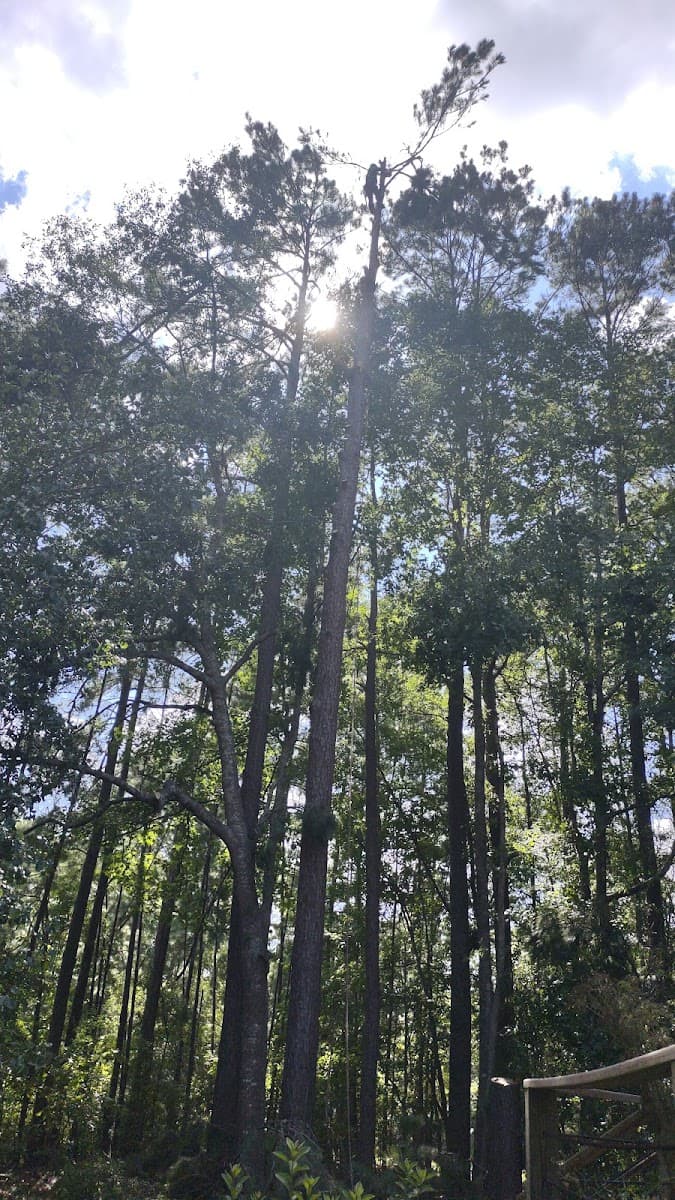 Gomez Trees & Lawn Service LLC