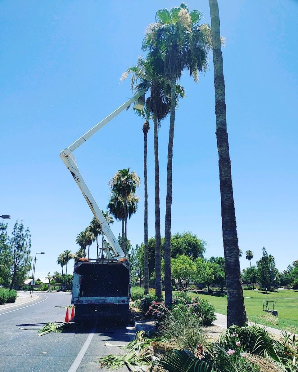 AZ Grown Tree Care