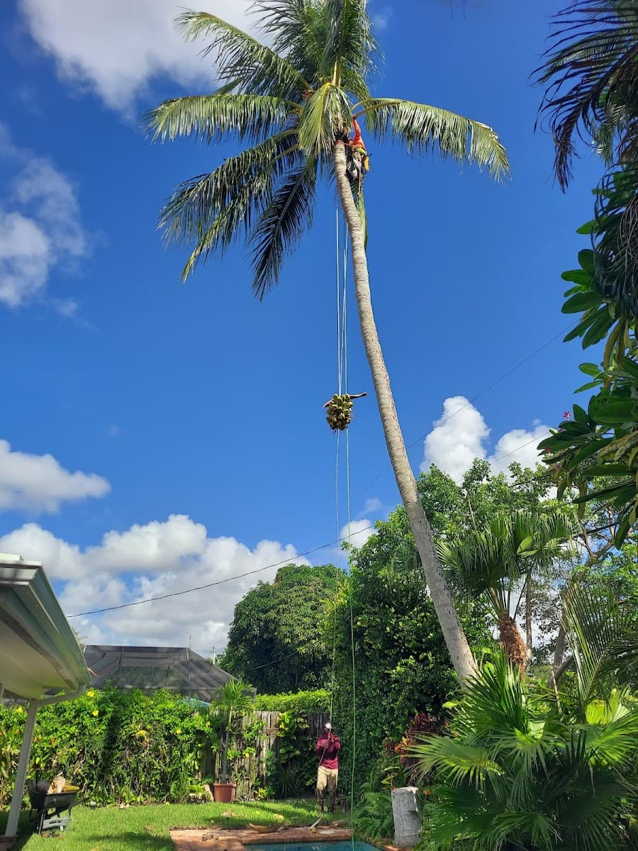 County Tree and Property Renovation