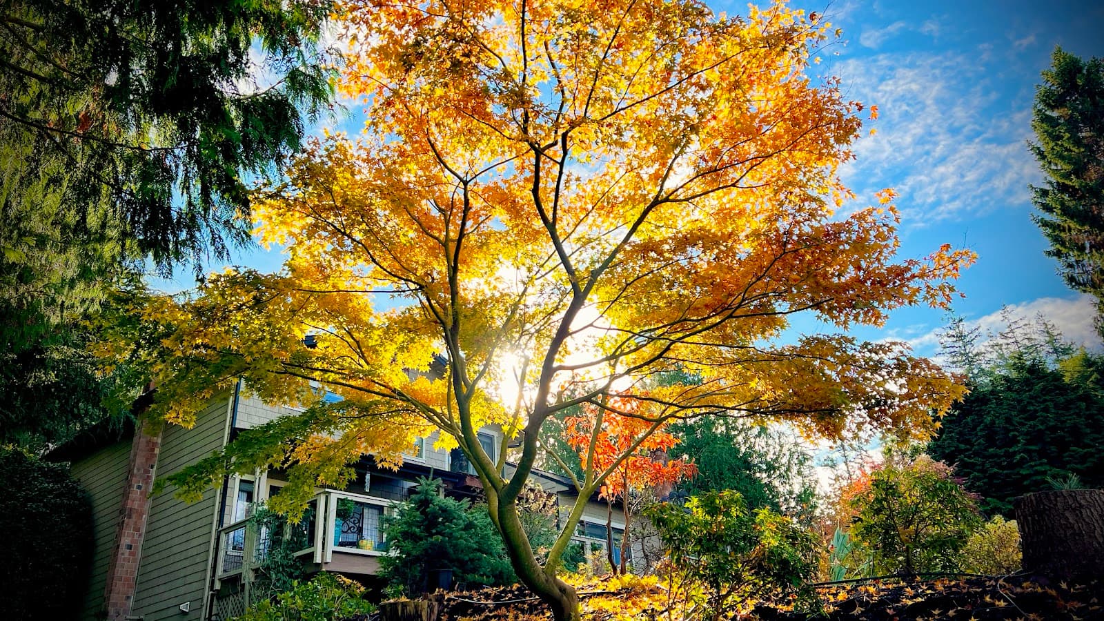 MAPLE MAN - Japanese Maple Pruning