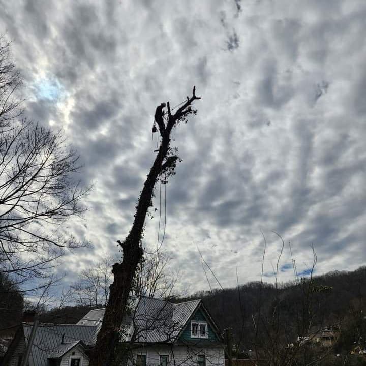 Top Line Tree Service