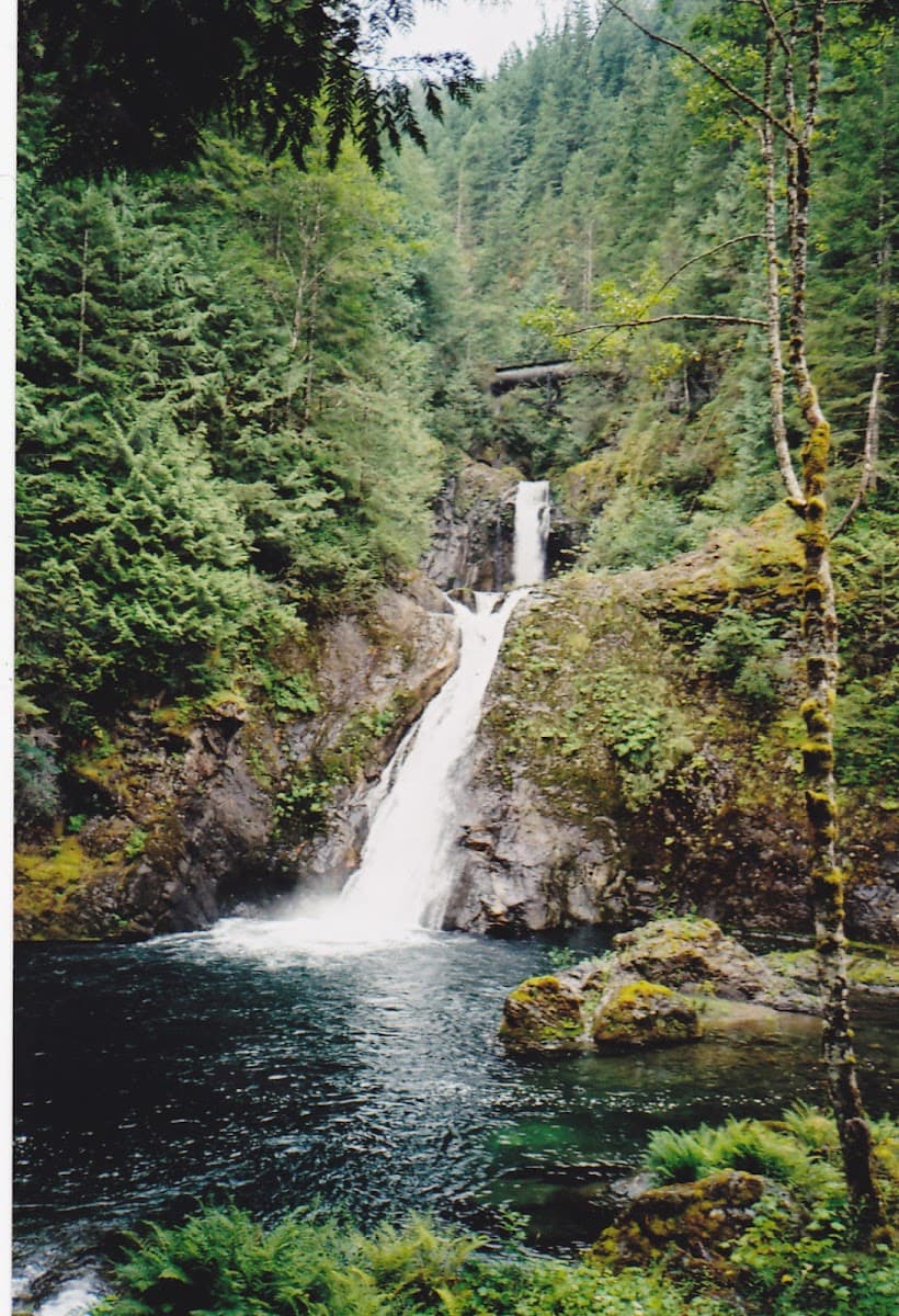 Cedar Falls Tree Service